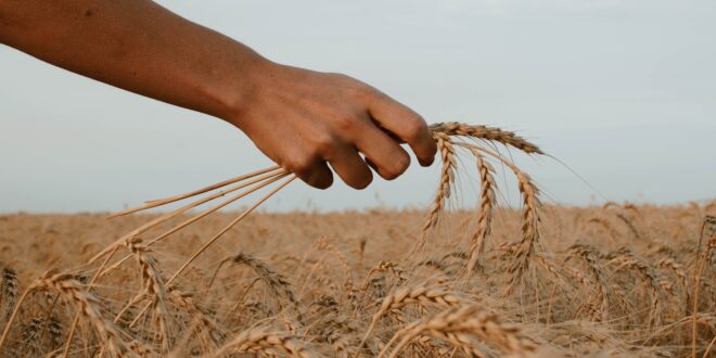 person holding stack of wheat