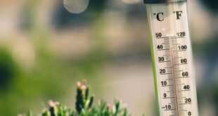 bokeh photography of thermometer on plant